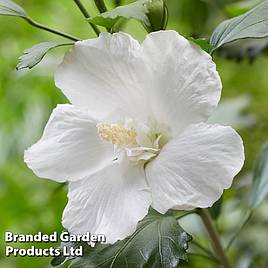 Hibiscus Flower Tower White