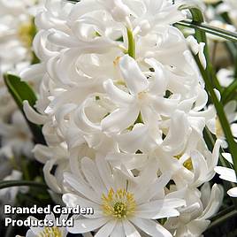 Hyacinth Carnegie