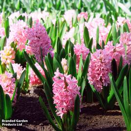 Hyacinth Pink Pearl