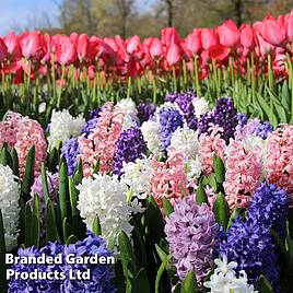 Hyacinth Value Mixed