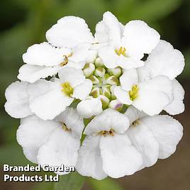 Candytuft Iberis amara White Pinnacle - Organic Seeds