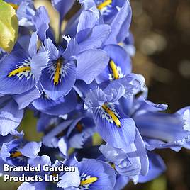 Iris reticulata Alida