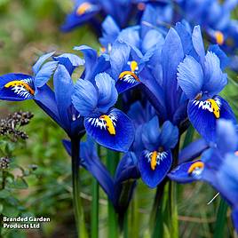Iris Harmony