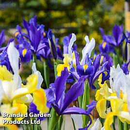 Iris Hollandica Mix