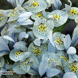 Iris Katharine Hodgkin
