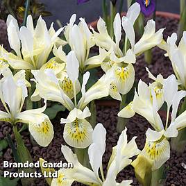 Iris Katharines Gold