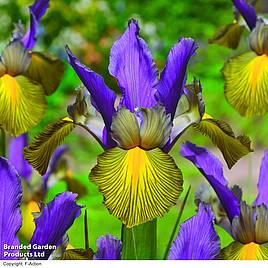 Iris x hollandica Picasso