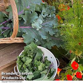 Kale Cottagers - Seeds