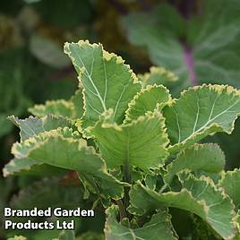 Kale Daubentons Variegata