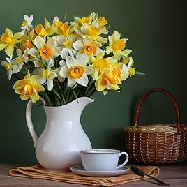 Narcissus Spring Flowering Mix