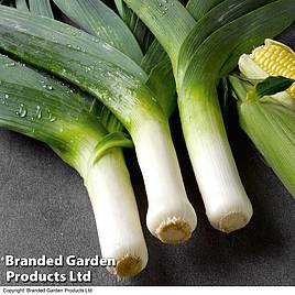 Leek Musselburgh - Seeds