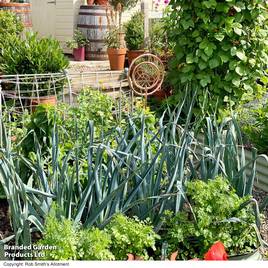 Leek Lyon Prizetaker - Seeds