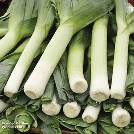 Leek Musselburgh - Seeds