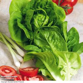 Lettuce Little Gem - Organic Seeds