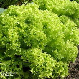 Lettuce Lollo Bionda - Organic Seeds