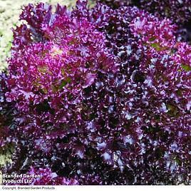 Lettuce Lollo Rosso (Loose -Leaf) - Organic - Seeds