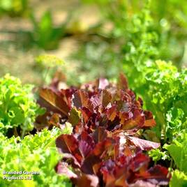 Lettuce Red Salad Bowl - Organic Seeds