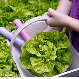 Lettuce Tom Thumb - Organic Seeds