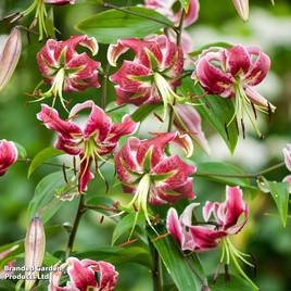 Lily Black Beauty