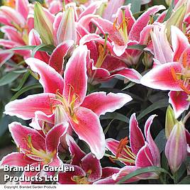 Lily Dazzler (Ground Cover)