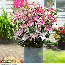 Lily Giant Oriental Collection