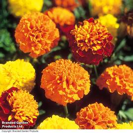 French Marigold Boy OBoy Mixed - Seeds