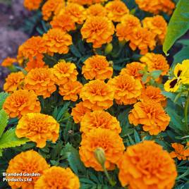 French Marigold Orange Winner - Seeds