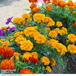 Afro-French Marigold Zenith Mixed F1 - Seeds