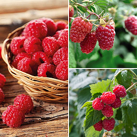 Raspberry Full Season Collection