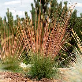 Festuca Sunrise