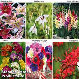 Summer Colour Bulb Collection