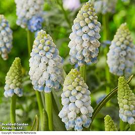 Muscari Alaska