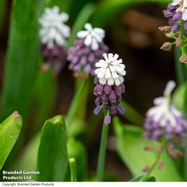 Muscari Grape Ice