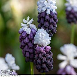 Muscari Grape Ice