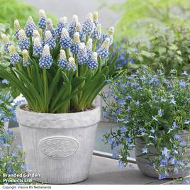 Muscari armeniacum Mountain Lady