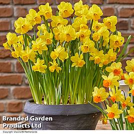 Narcissus Adriana Geertruida