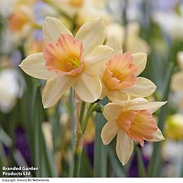Narcissus Blushing Lady