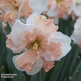 Narcissus Casanova