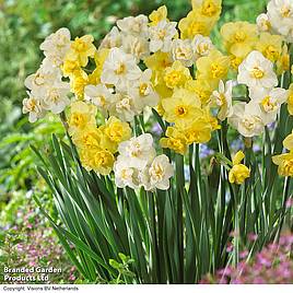 Narcissus Cheerfulness Duo