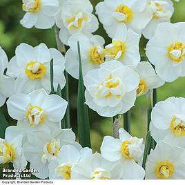 Narcissus Cheerfulness