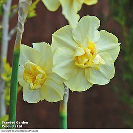 Narcissus Yellow Cheerfulness