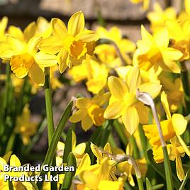 Narcissus Cornish Chuckles