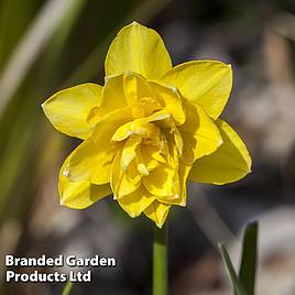 Narcissus Cornish Pencrebar