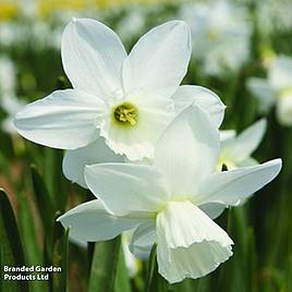 Narcissus Cornish Niveth