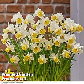 Narcissus Josina Elisabeth