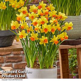 Narcissus Maria Geertruida