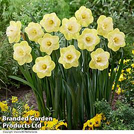 Narcissus Mr Vain