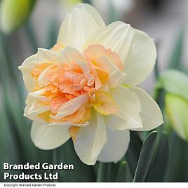 Narcissus Peach Cobbler