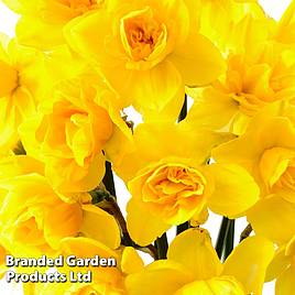 Narcissus Raffles