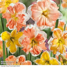 Narcissus Rainbow Butterflies Mixed